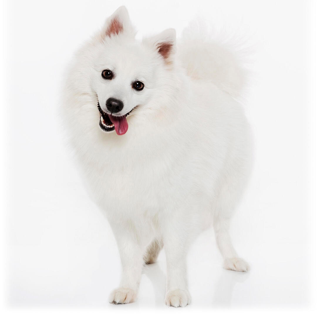 Japanese store spitz shedding