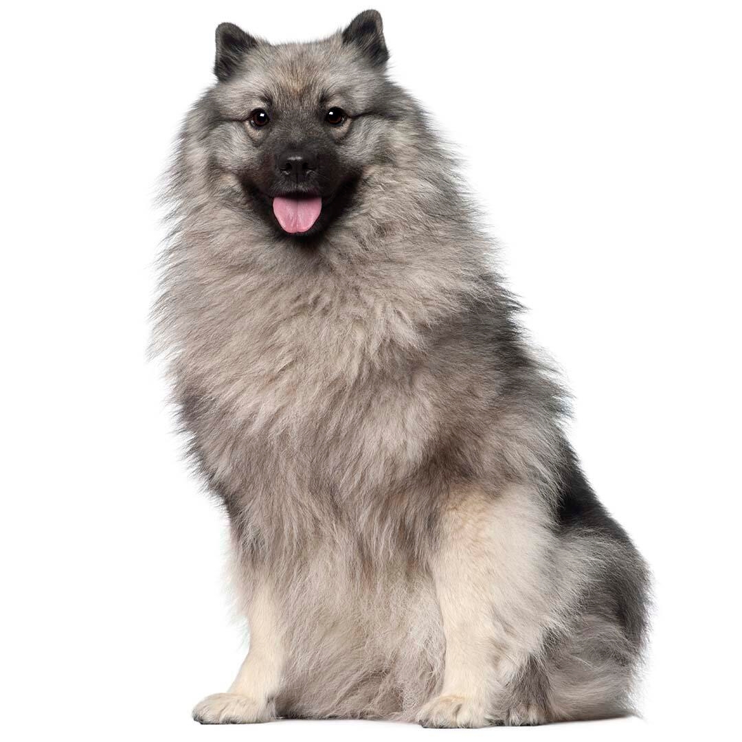 A keeshond hot sale