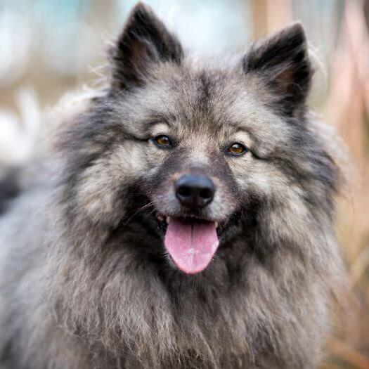 Red keeshond 2024