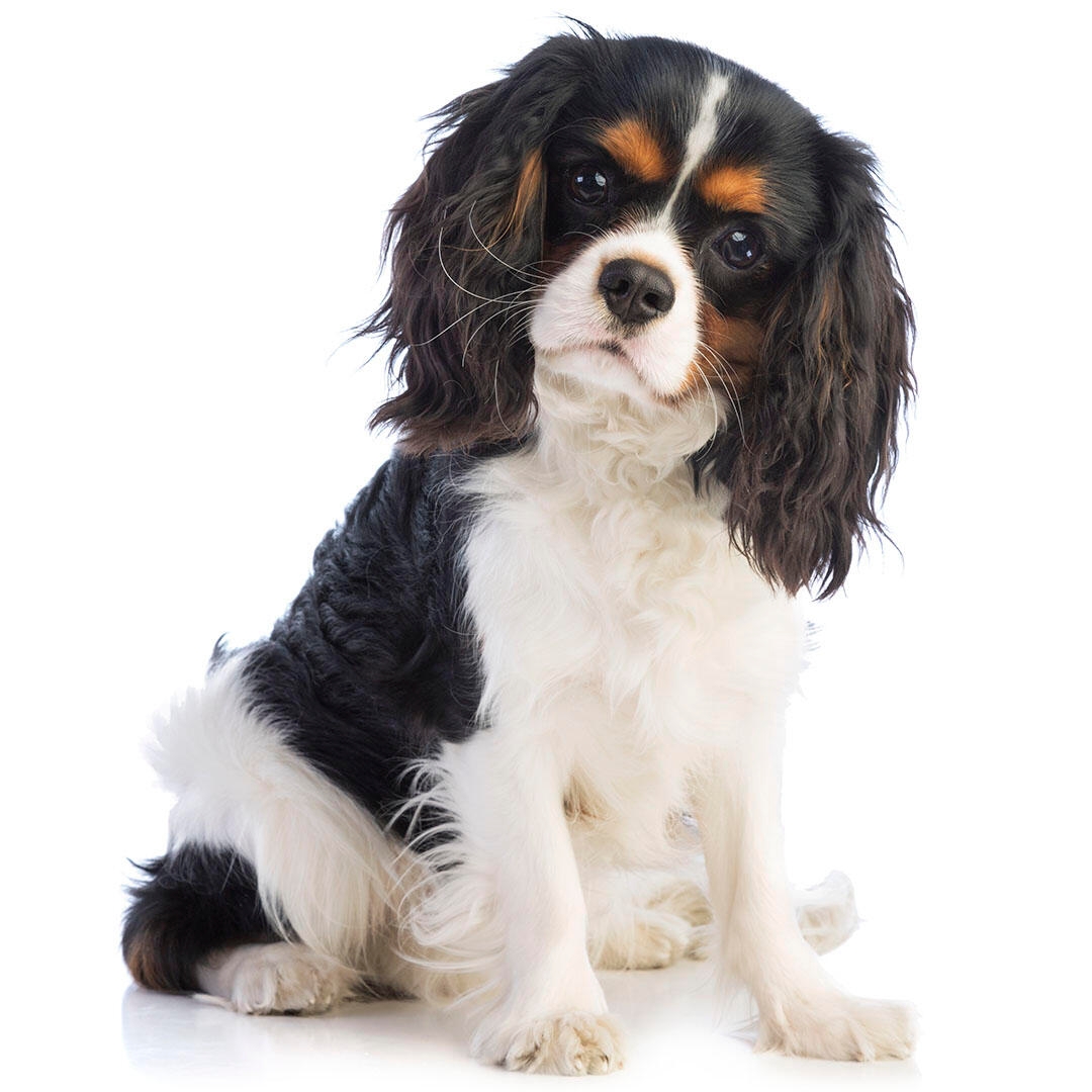 Cavalier king charles spaniel lap dog breeds hotsell