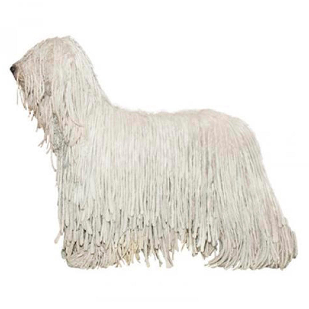 Komondor Dog Breed