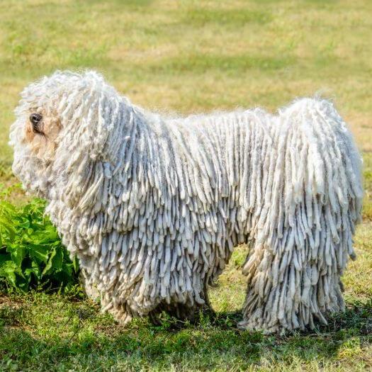 Komondor shedding hot sale