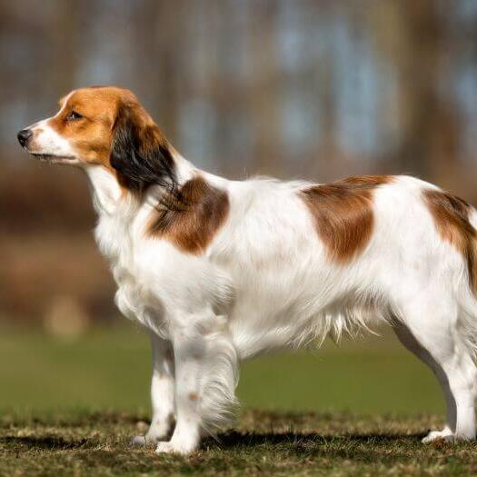 Kooikerhondje shedding cheap