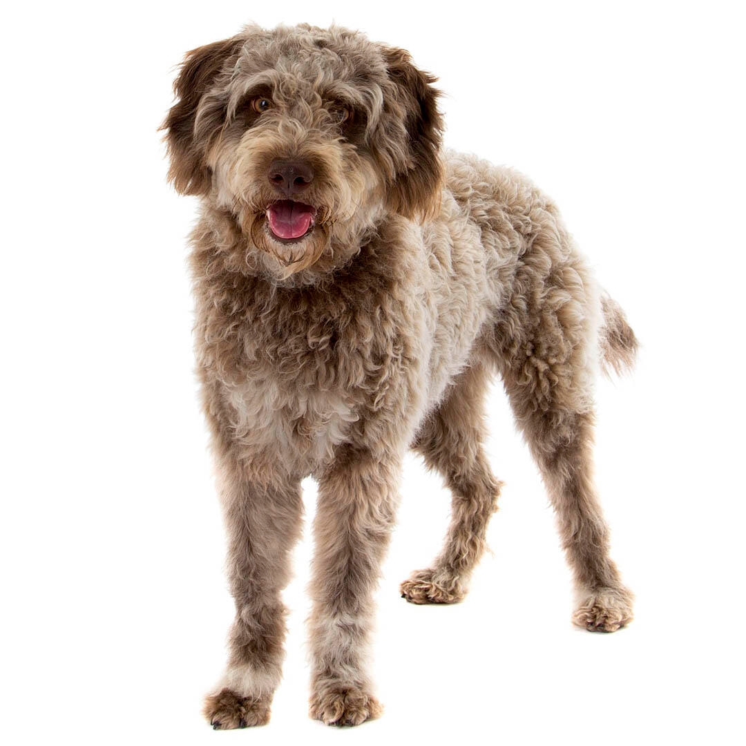 Lagotto Romangolo Dog Breed