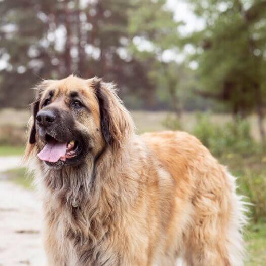 Golden leonberger store