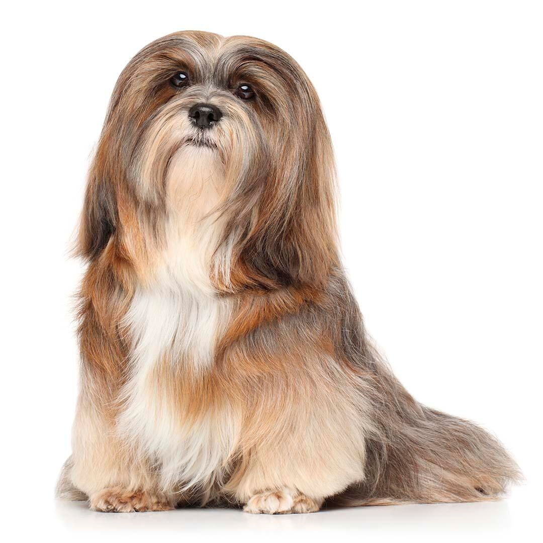 Pure hot sale lhasa apso