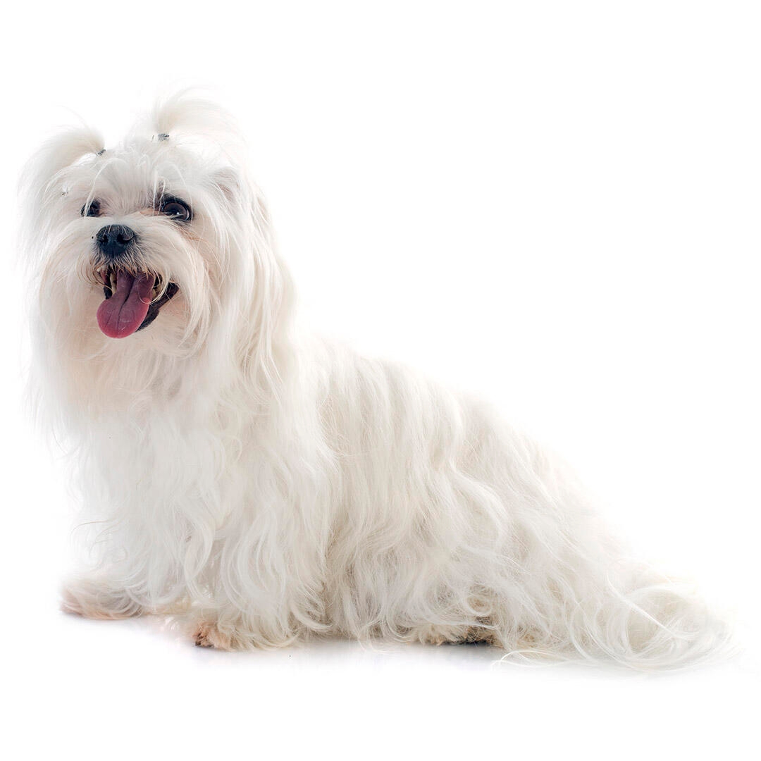 Maltese terrier 2024 pet shop