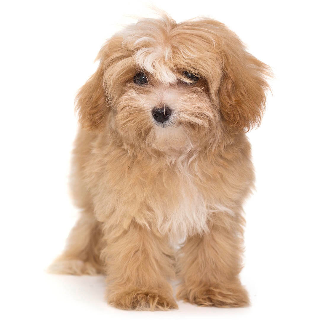 Maltipoo Dog Breed Information Purina