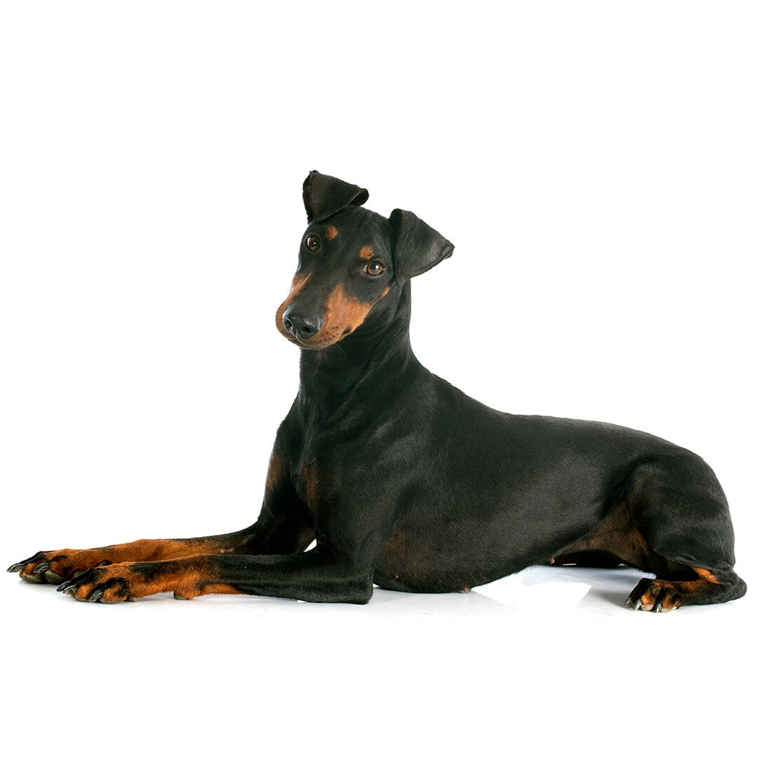 Black orders manchester terrier