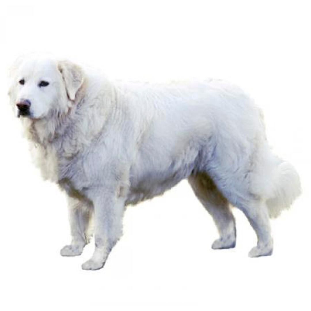 Maremma Sheepdog Dog Breed