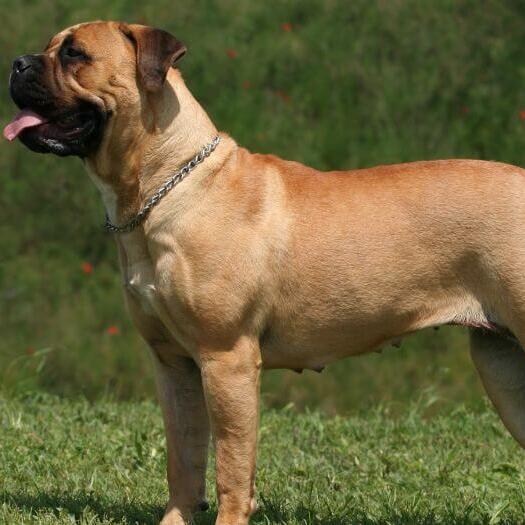 English mastiff 2024 family dog