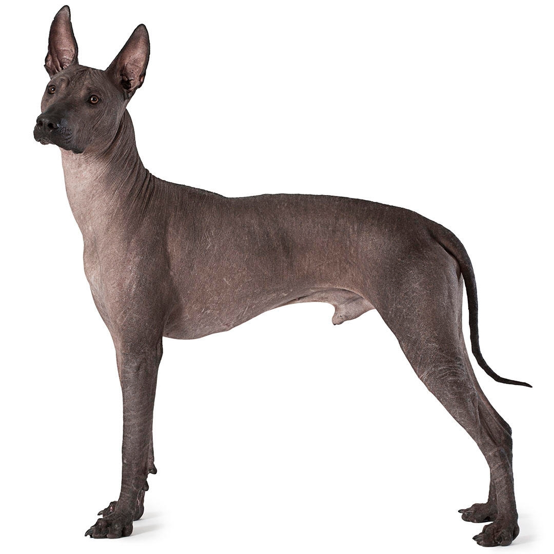 Mexican Hairless Dog (Xoloitzcuintle) Dog Breed