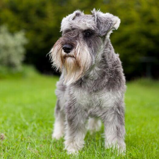 toys in the garden schnauzers