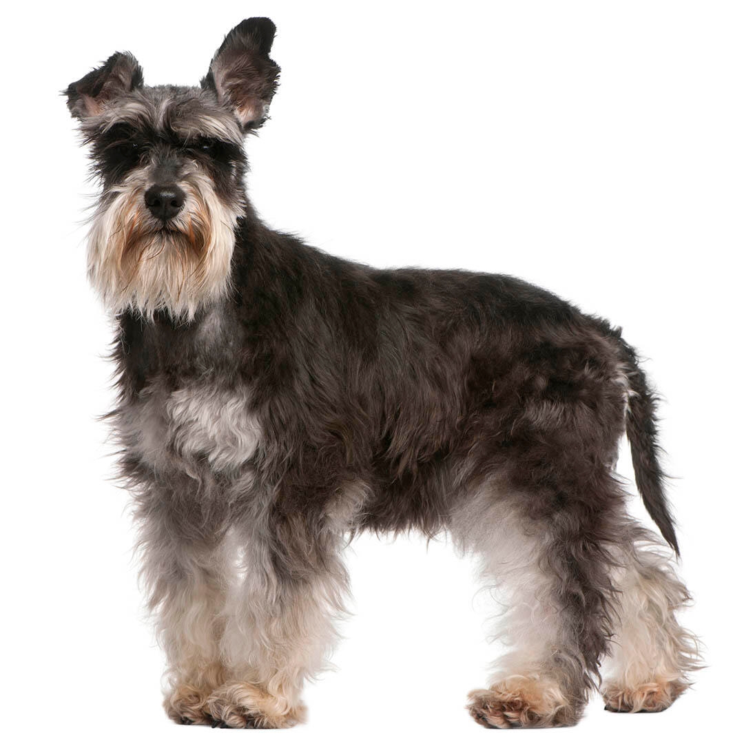 are miniature schnauzer puppies noisy