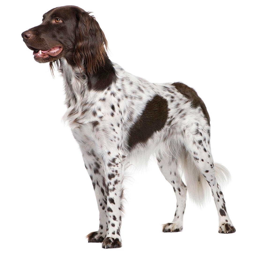 Large store spaniel breeds