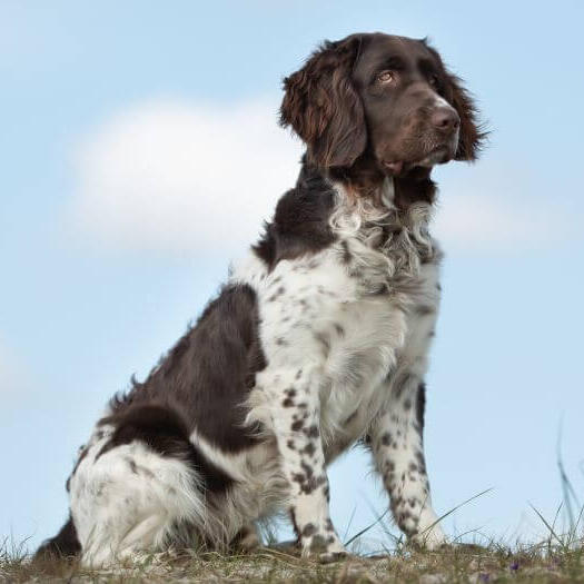 Large munsterlander breed standard hotsell