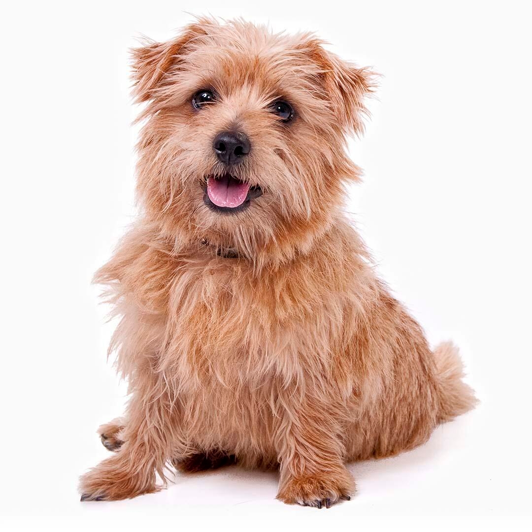 Fluffy terrier hot sale breeds