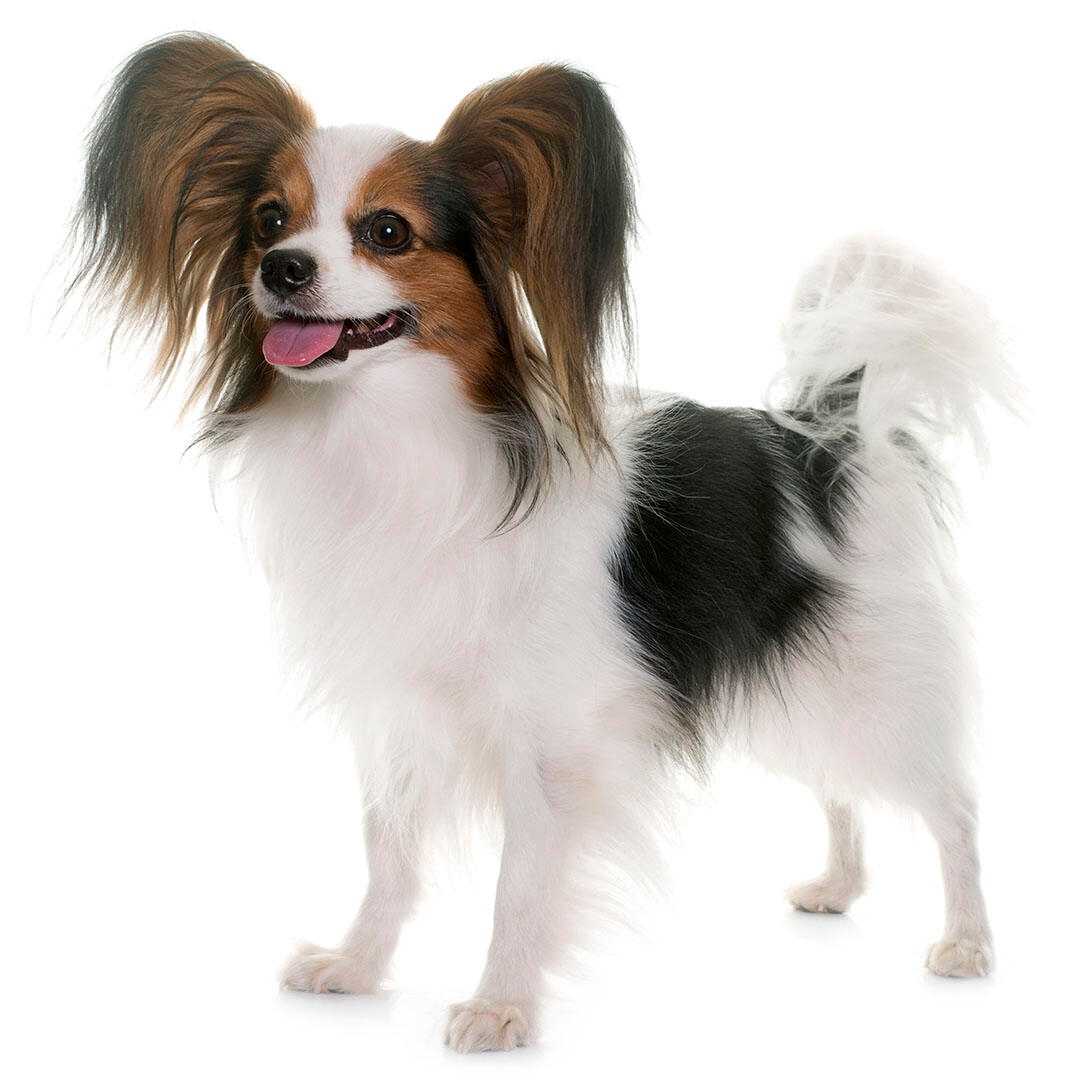 Papillon store dog of