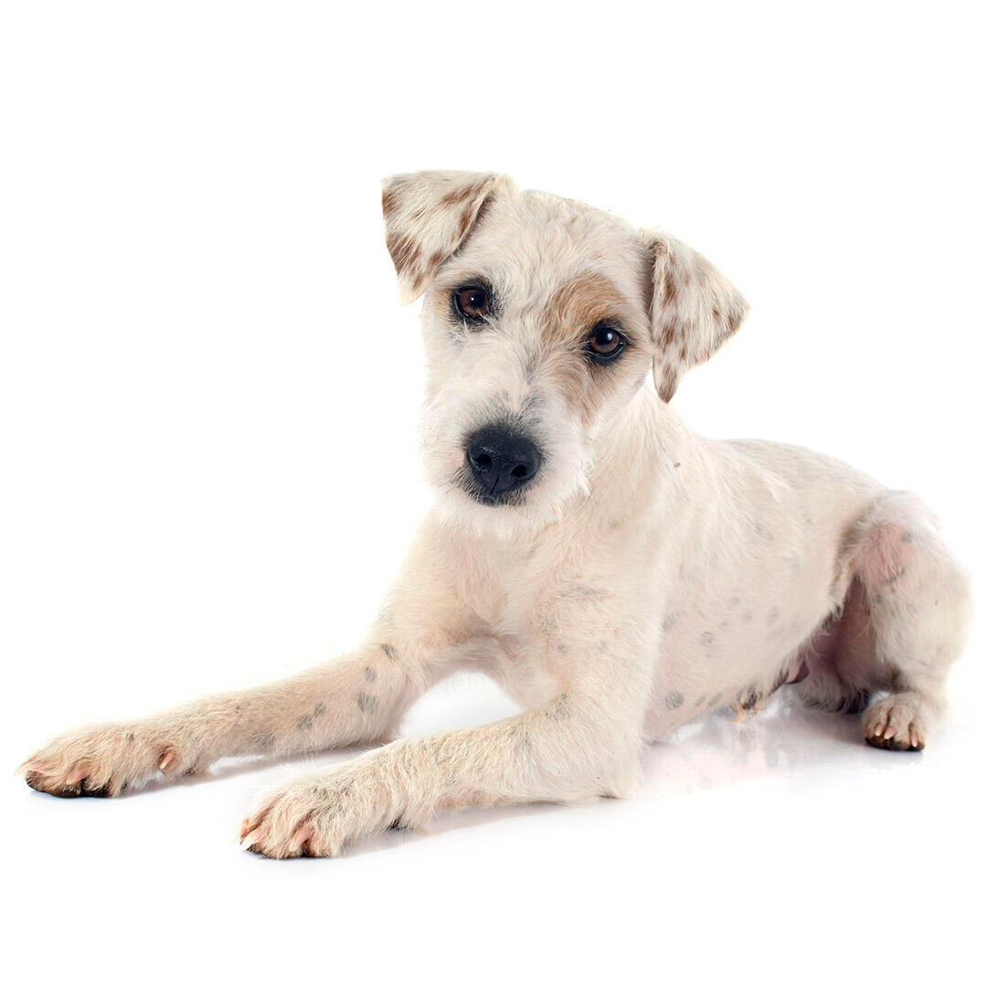 jack russell terrier is a mixed breed