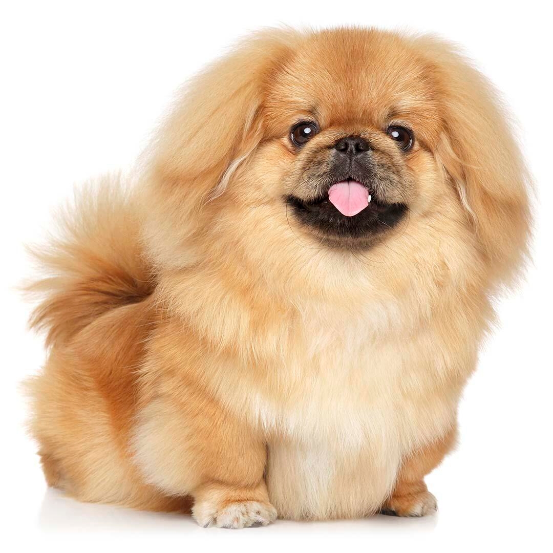 Different types of hot sale pekingese