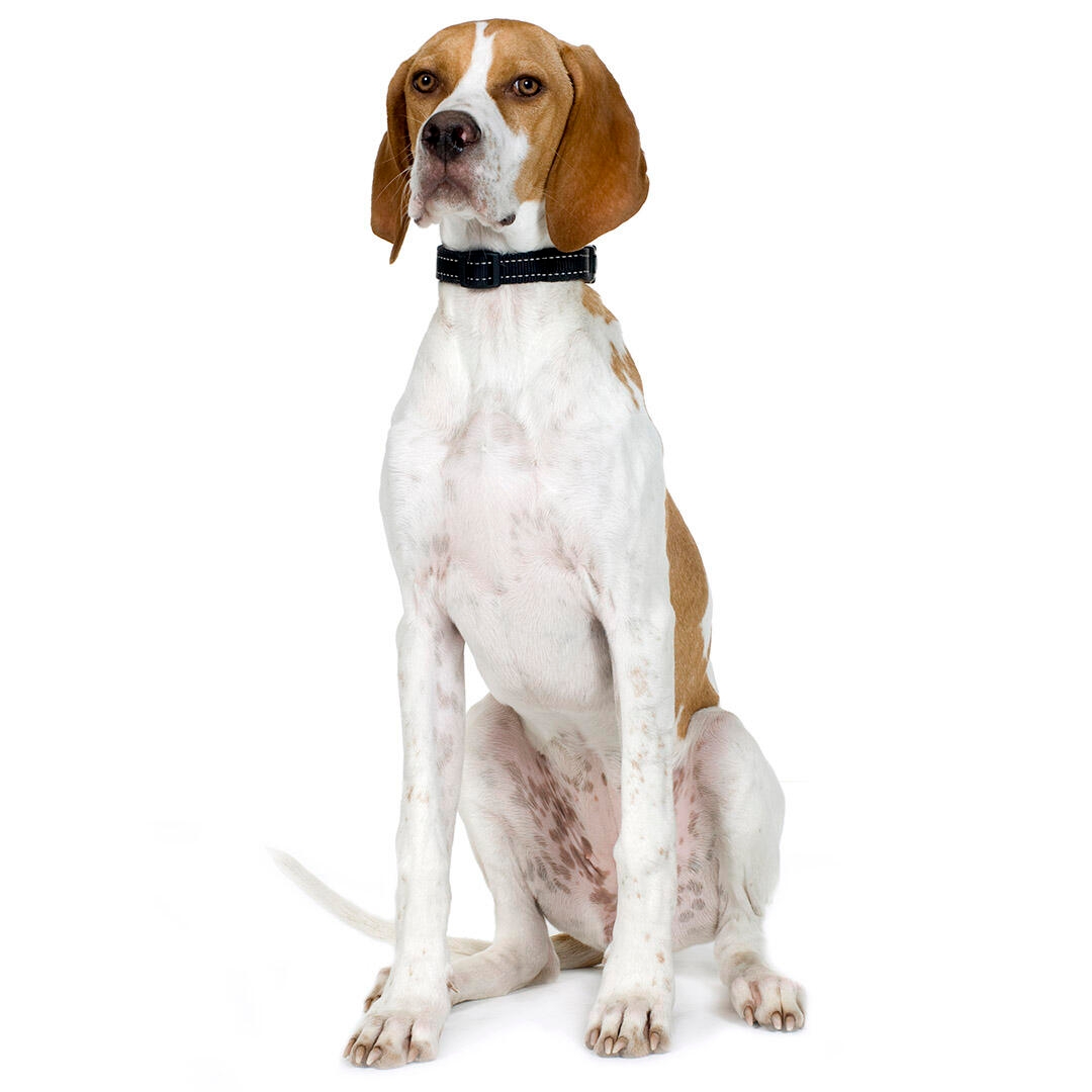 Pointer Dog Breed