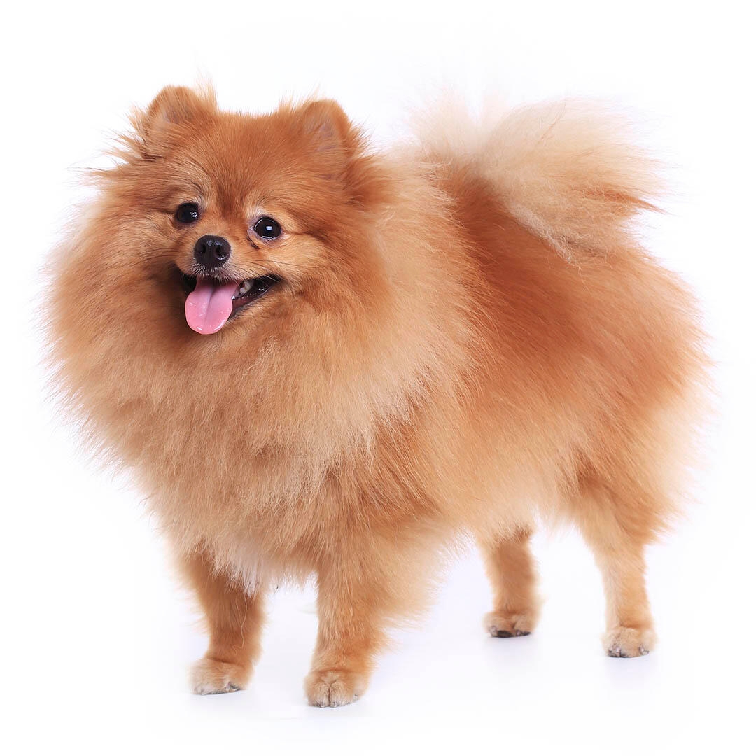 Pomeranian Dog Breed Information and Pictures