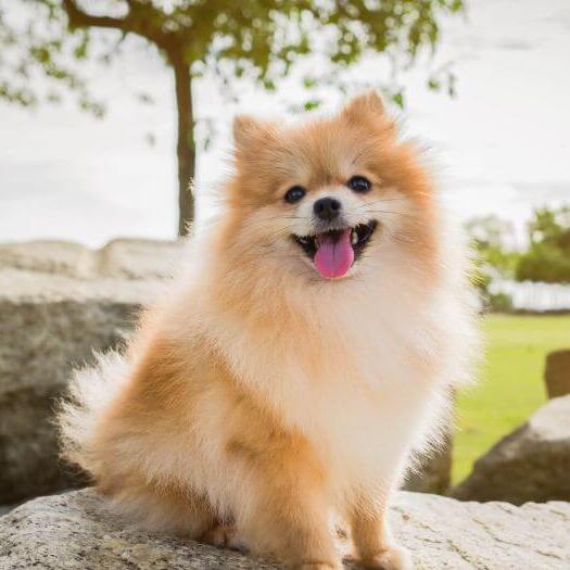 best dog food for pomeranians 2019