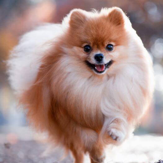 Pomeranian Dog Breed Information | Purina
