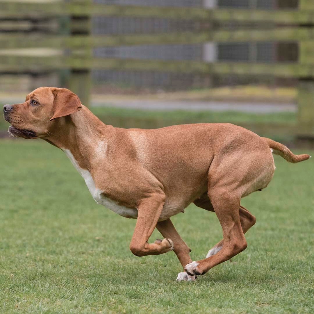 Pointer sales dog red