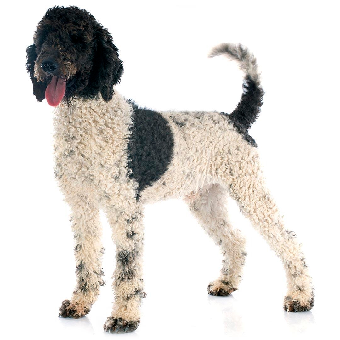 Large water dog store breeds