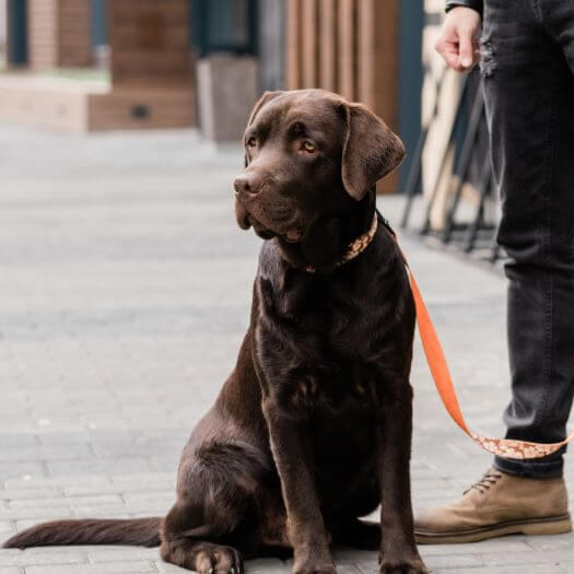 purina labrador retriever