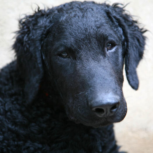 Curly-Coated Retriever Dog Breed Information | Purina