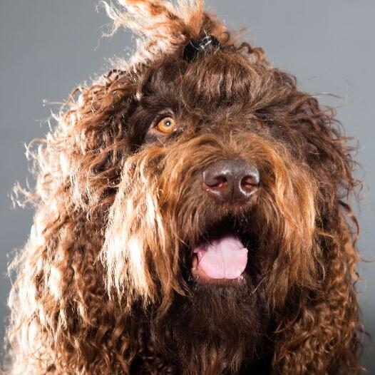 Barbet Dog Breed Informationn | Purina UK