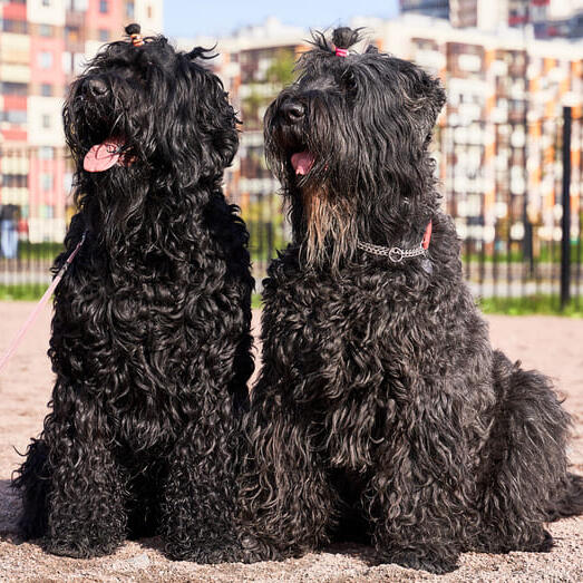 Black russian terrier store aggression