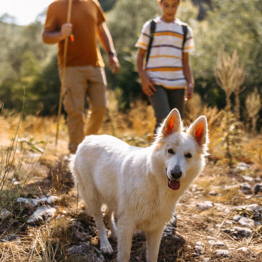 White swiss hot sale shepherd training