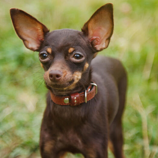 Russian 2025 toy terrier