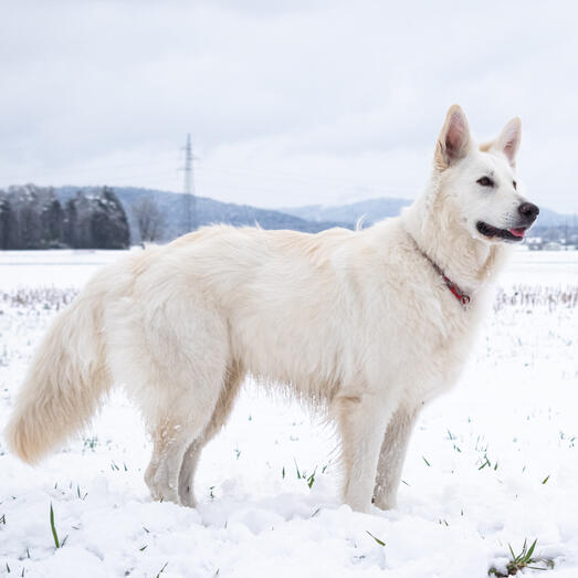 White shops shepherd puppies for