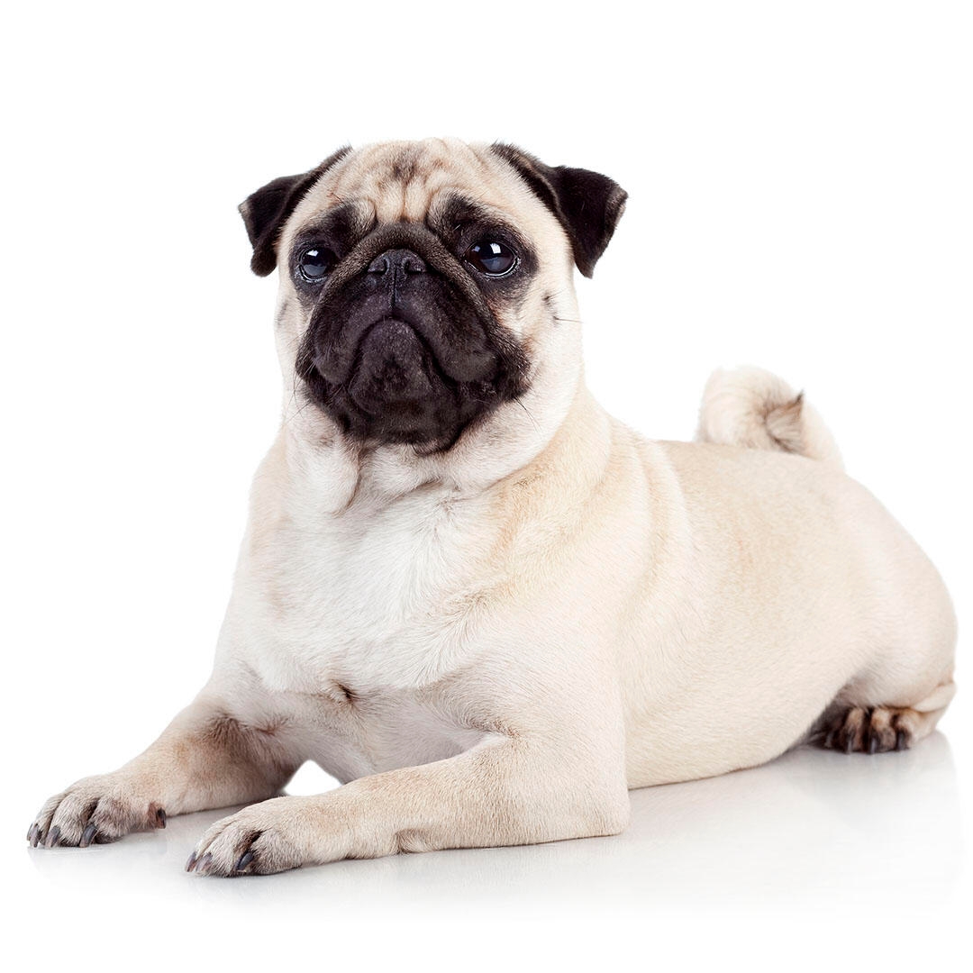 About sales pug dog