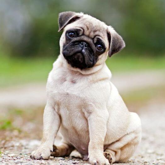 Pug cheap dog mini