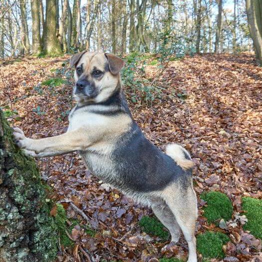 German shepherd hot sale puggle mix