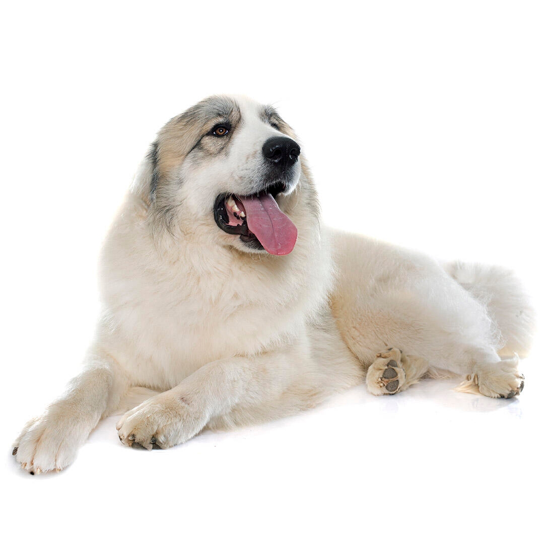 Great pyrenees best sale breed info