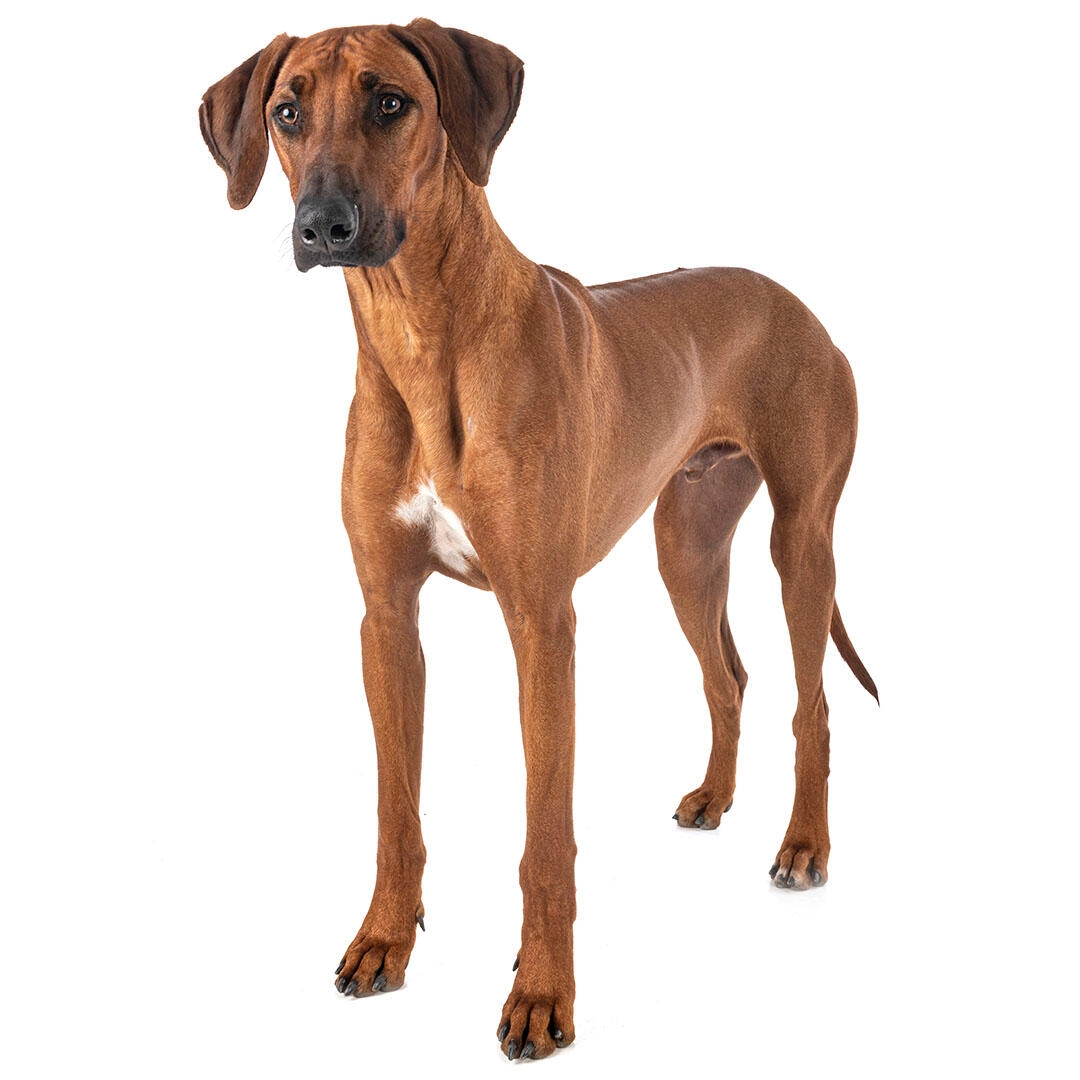 Rhodesian store ridgeback family