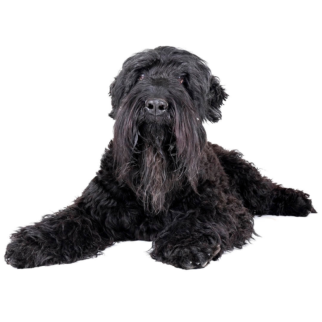 Large store black terrier