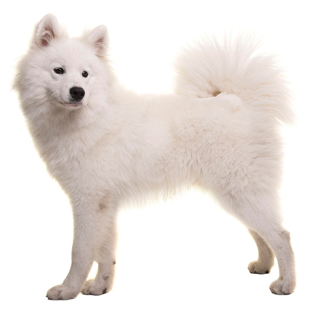 What kind of dog is sales a samoyed