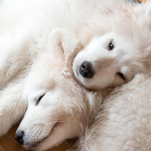 Siberian store samoyed puppy