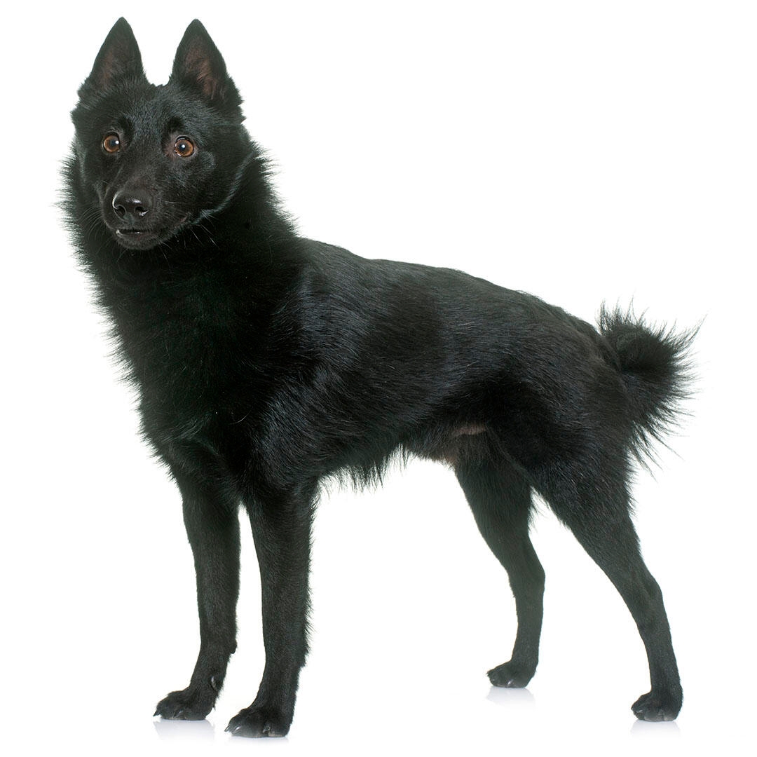 Schipperke dog hot sale price