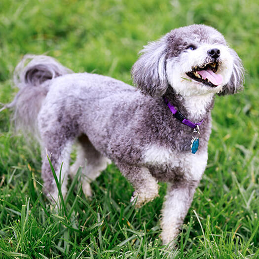 what do you call a schnauzer poodle mix