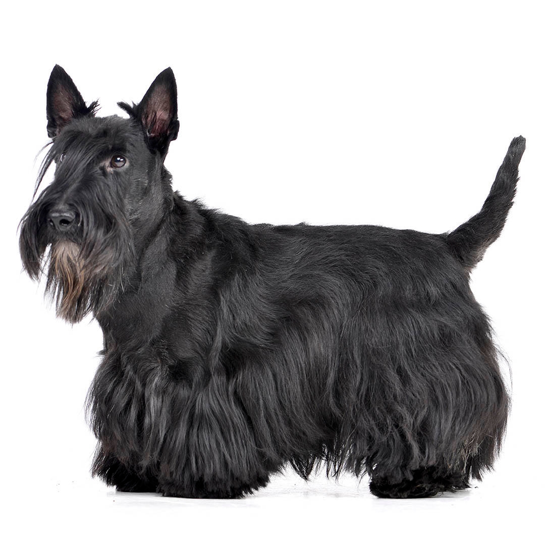 Black sales scottie terrier