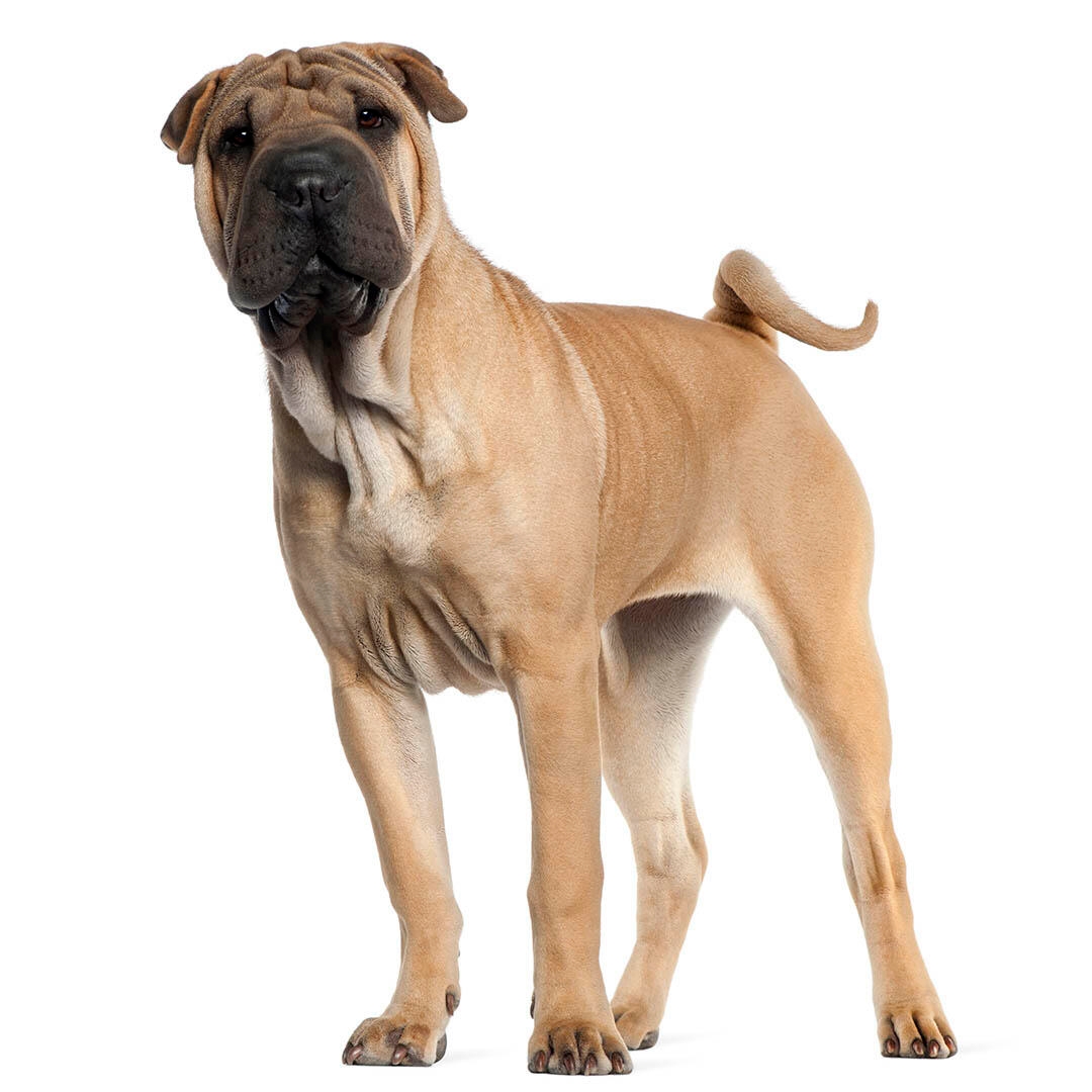 Japanese fighting dog shar sales pei