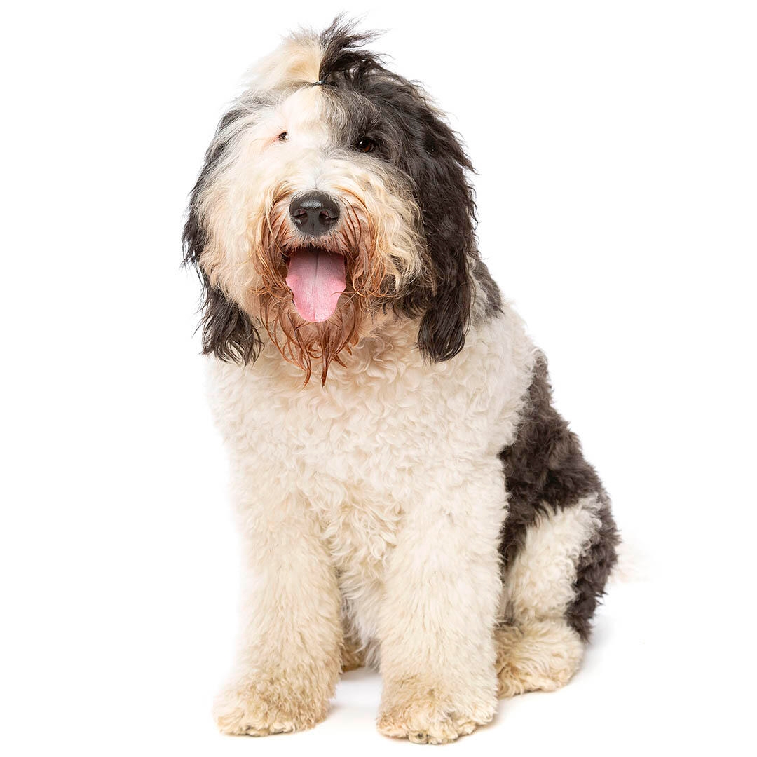 Sheepadoodle Dog Breed